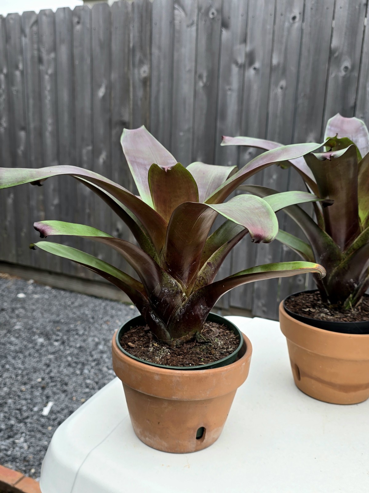 Stunning Alcantarea Imperialis ‘Rubra’ Bromeliad