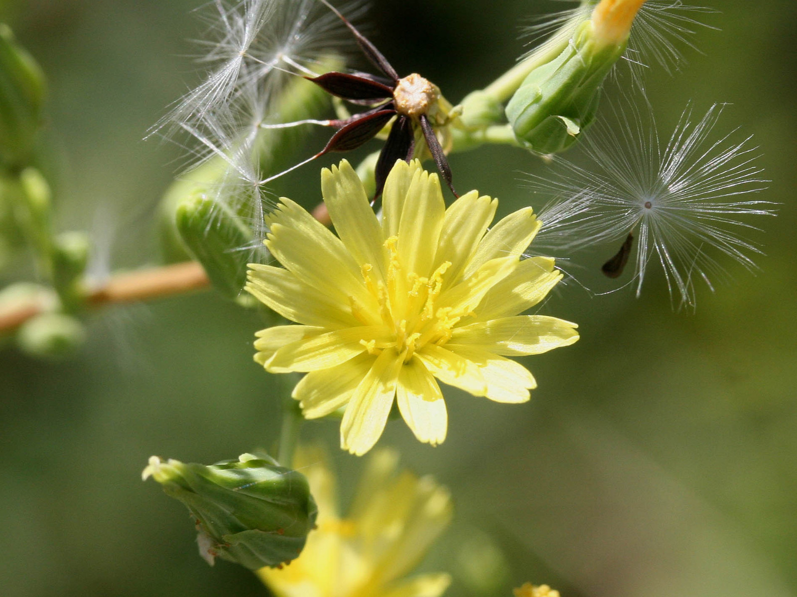 True Wild Lettuce Seeds – Lactuca virosa –