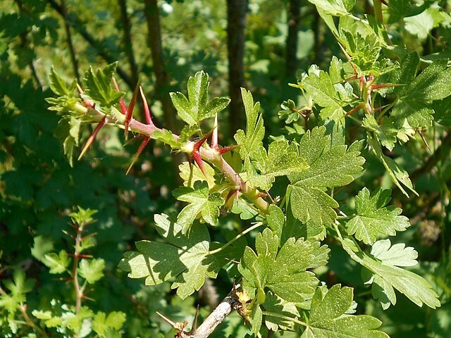 Ribes leptanthum | Slender-Stem Gooseberry | 10 Seeds