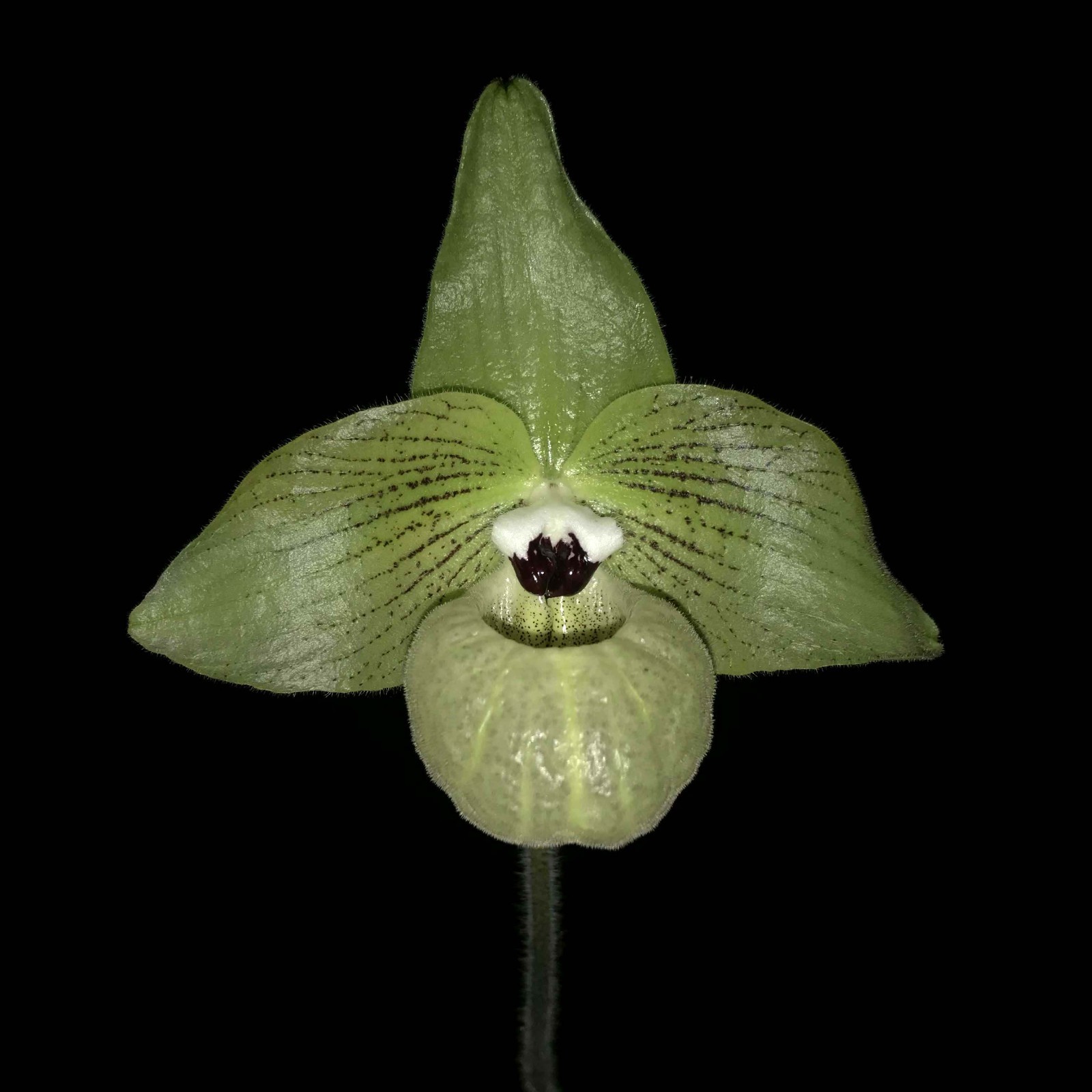 GREEN PARVI VIETNAM PAPH ORCHID SPECIES malipoense BS plant 4 inch pot
