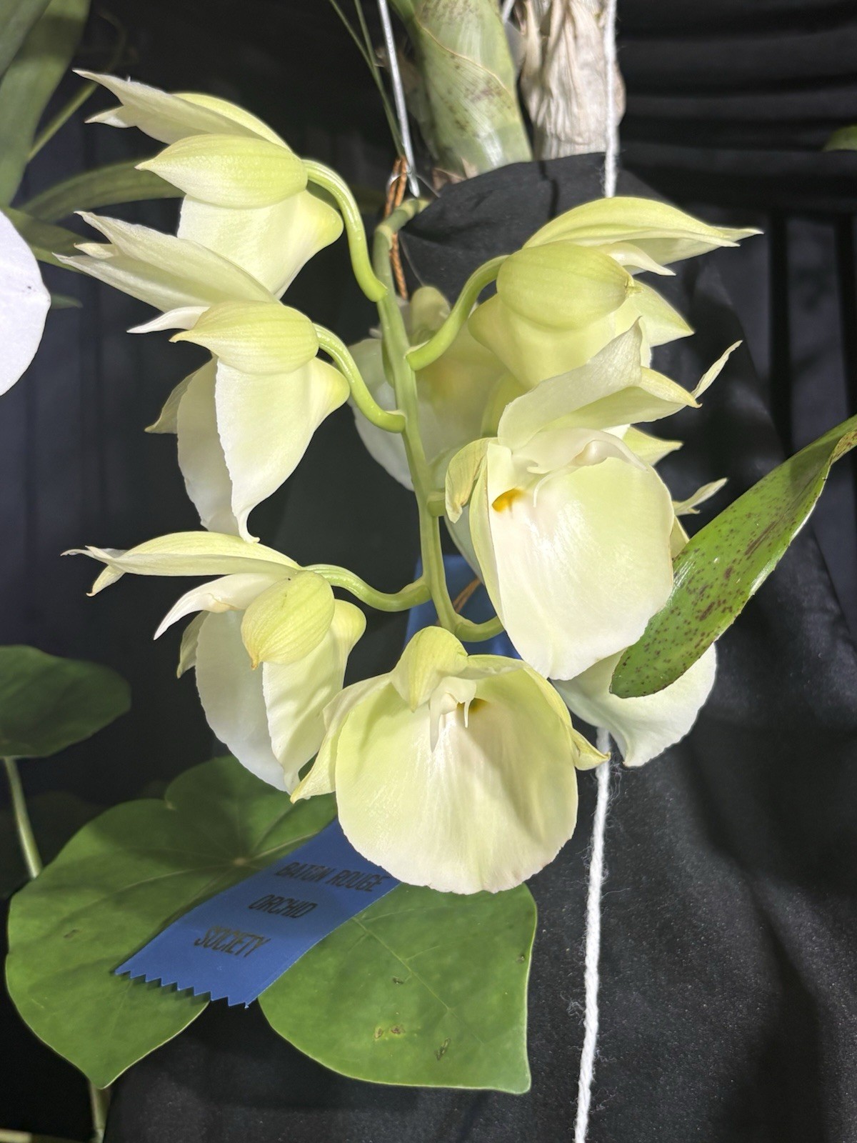 Catasetum pileatum ‘Jumbo Green Gold’ – Species – 4” Pot – Huge Flowers