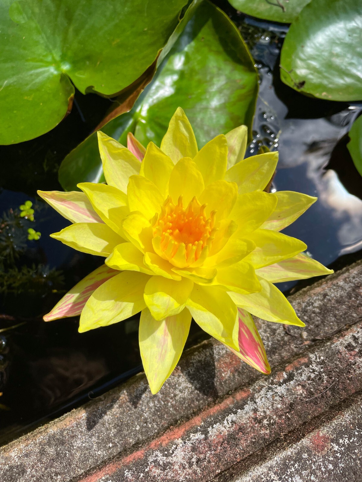 RED Live Hardy Water Lily Tubers Aquatic Pond Plants Lilies