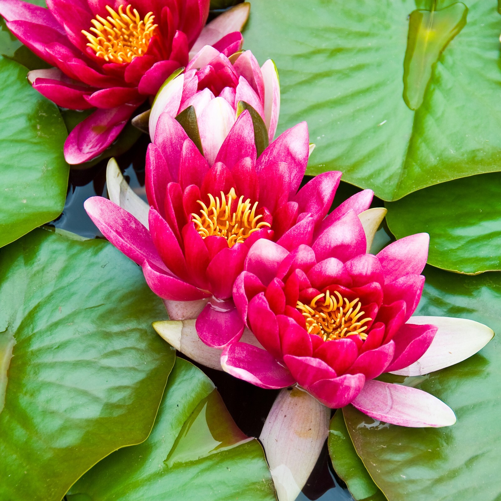 RED Live Hardy Water Lily Tubers Aquatic Pond Plants Lilies