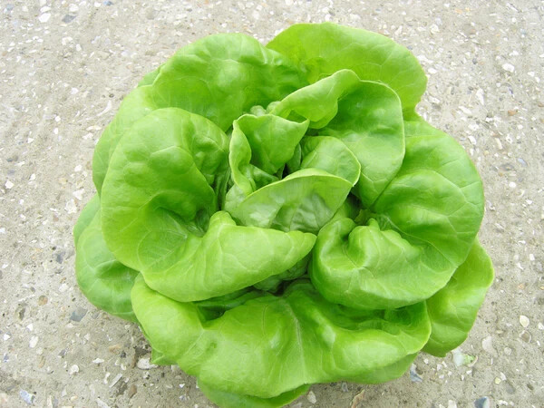1000 BUTTERCRUNCH LETTUCE SEEDS ~ heirloomseedguy ~ 2026 ~ NON-GMO