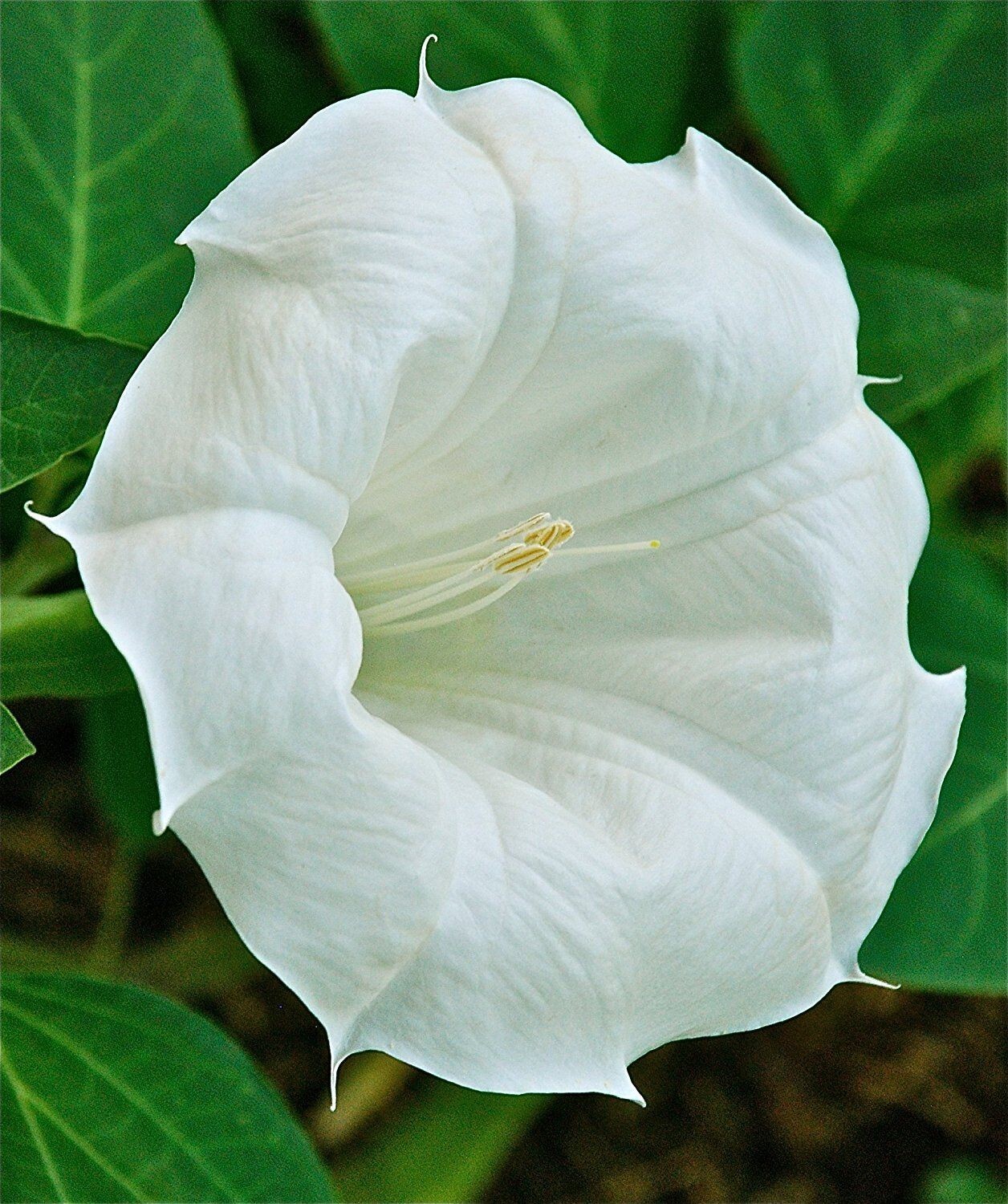 100+ Angle’s Trumpet, Datura White Moon Flower, Texas Seeds, GREAT germination!