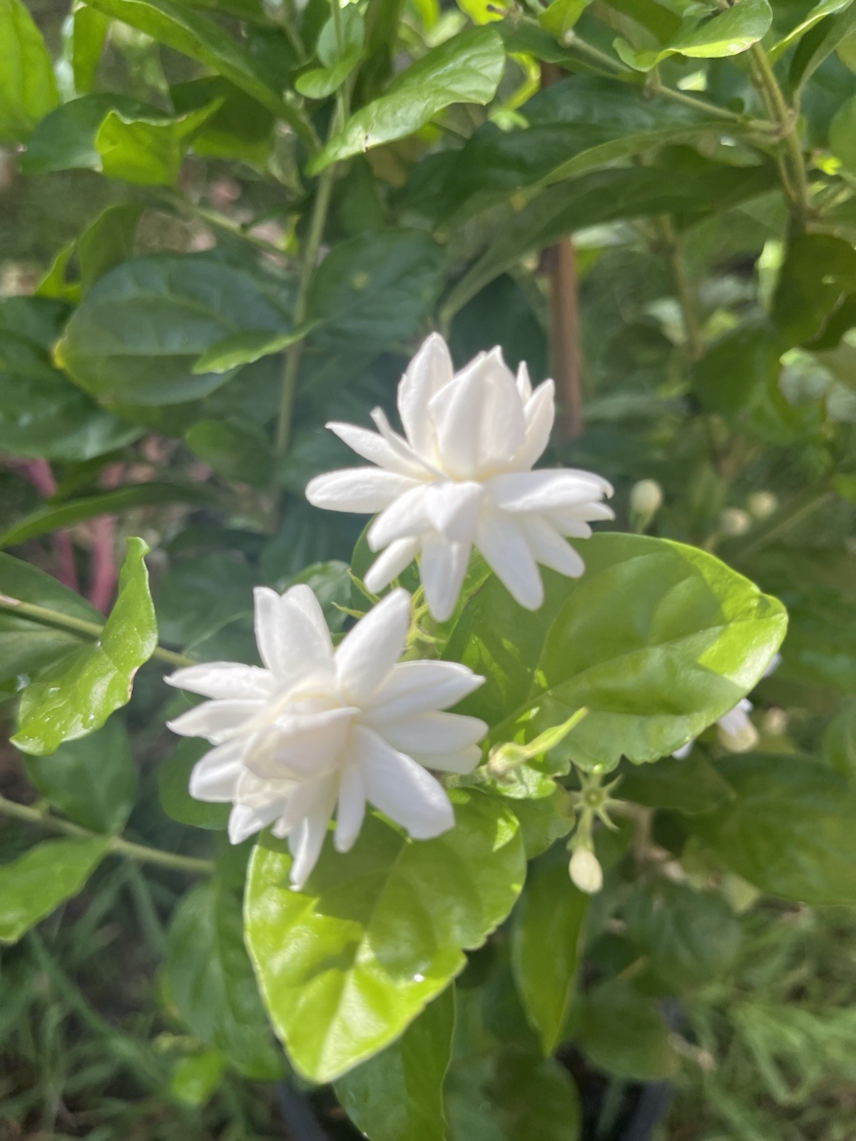 3 Years Old big Size Double Petals Jasmine Fragrant In 3 Gallons Pot 24 In Tall