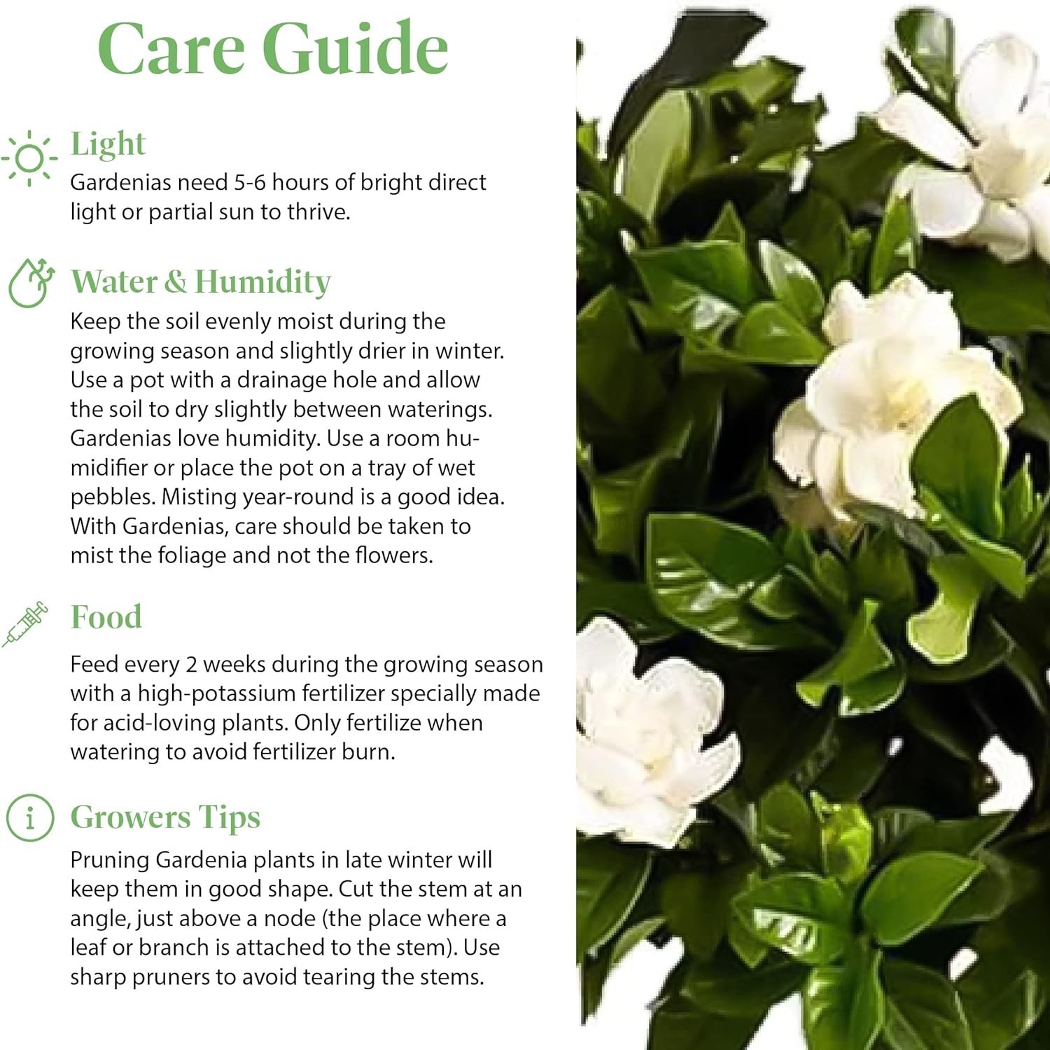 Mini Gardenia Tree 6-Inch Fragrant Indoor Outdoor Plant Blooming Home Office
