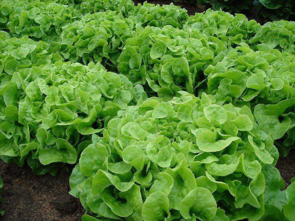 Oakleaf Lettuce Seeds, Green, NON-GMO, Heirloom, Variety Sizes, FREE SHIPPING