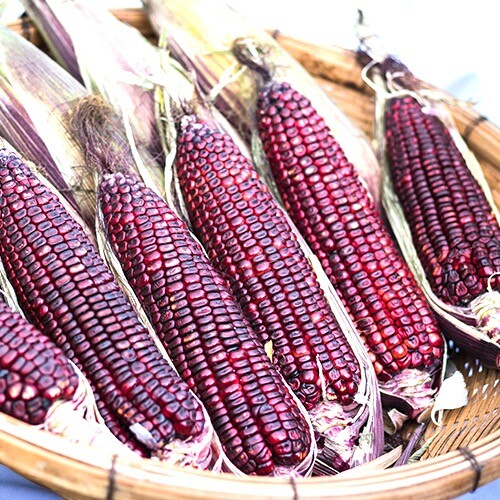 Bloody Butcher Corn Seeds | Heirloom / Non-GMO | Free Shipping | Seed Store 1112