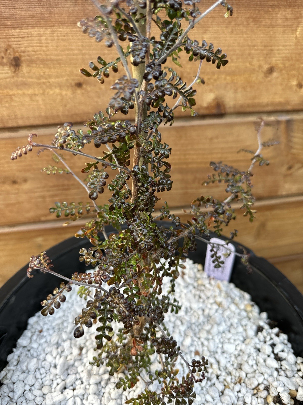 Operculicarya decaryi – Madagascar Elephant Tree – 3 years old