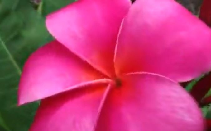 NEON PINK 11 IN” PLUMERIA FRANGIPANI FRESH HAWAII CUTTING 11″-FREE SHIPPING