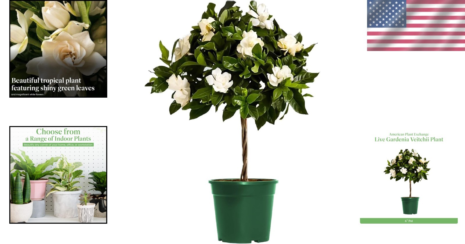 Mini Gardenia Tree 6-Inch Fragrant Indoor Outdoor Plant Blooming Home Office