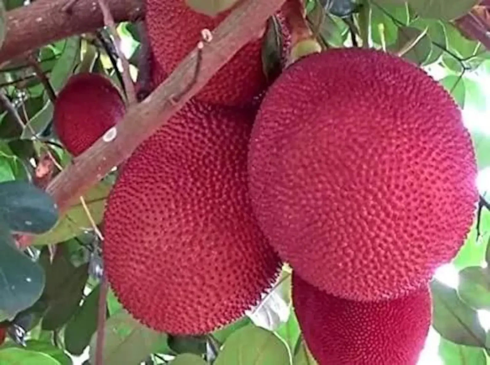8 Super RARE Malaysia Red Jackfruit Seeds Orange Mit Do Juice Organic
