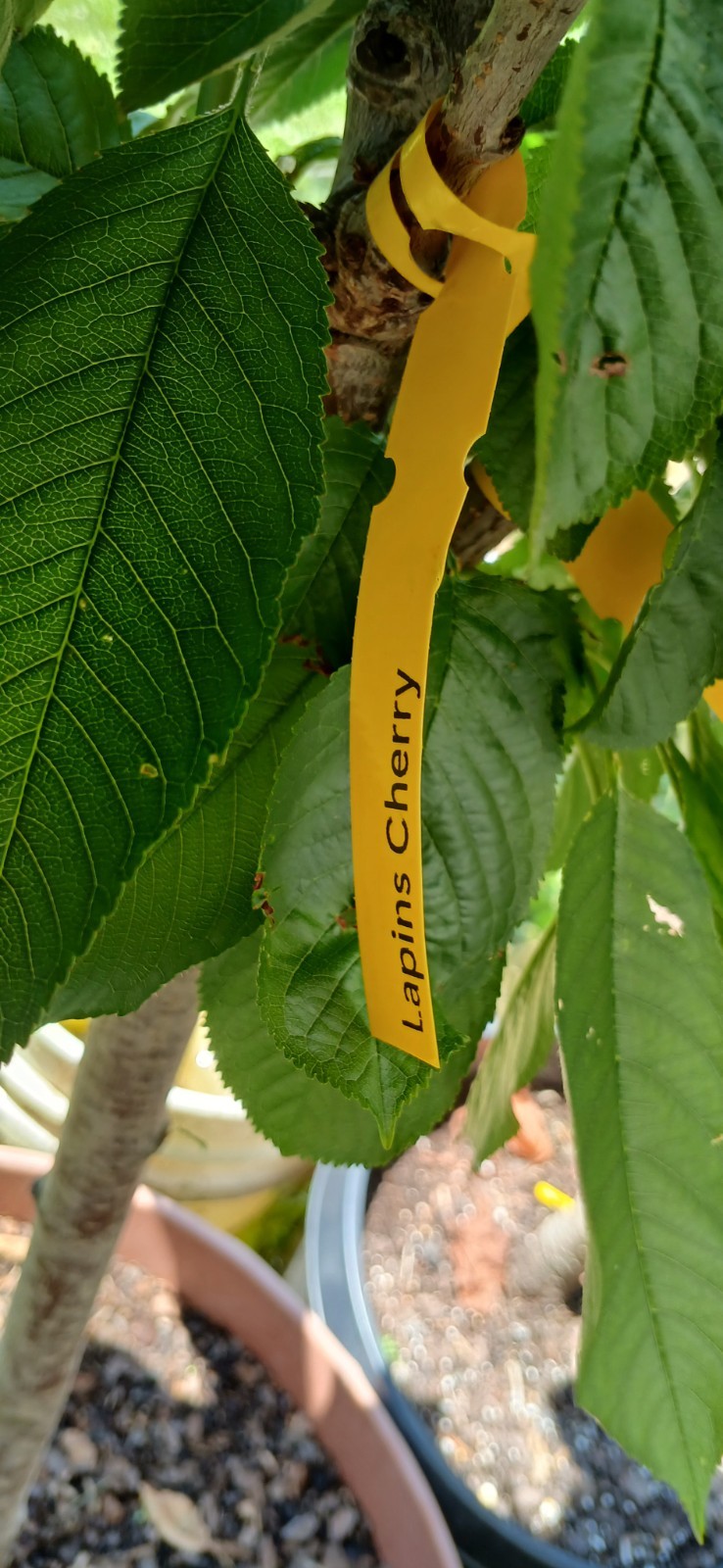 3 Years Old Multi Grafted 5 Different Organic Premium Cherry Tree On One Tree