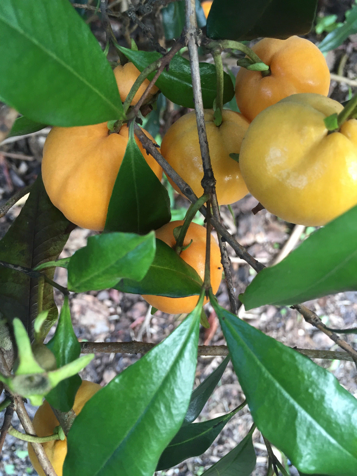 Eugenia Luschnathiana PITOMBA Potted PLANT Fruit Starter Pot Tree 4-6″