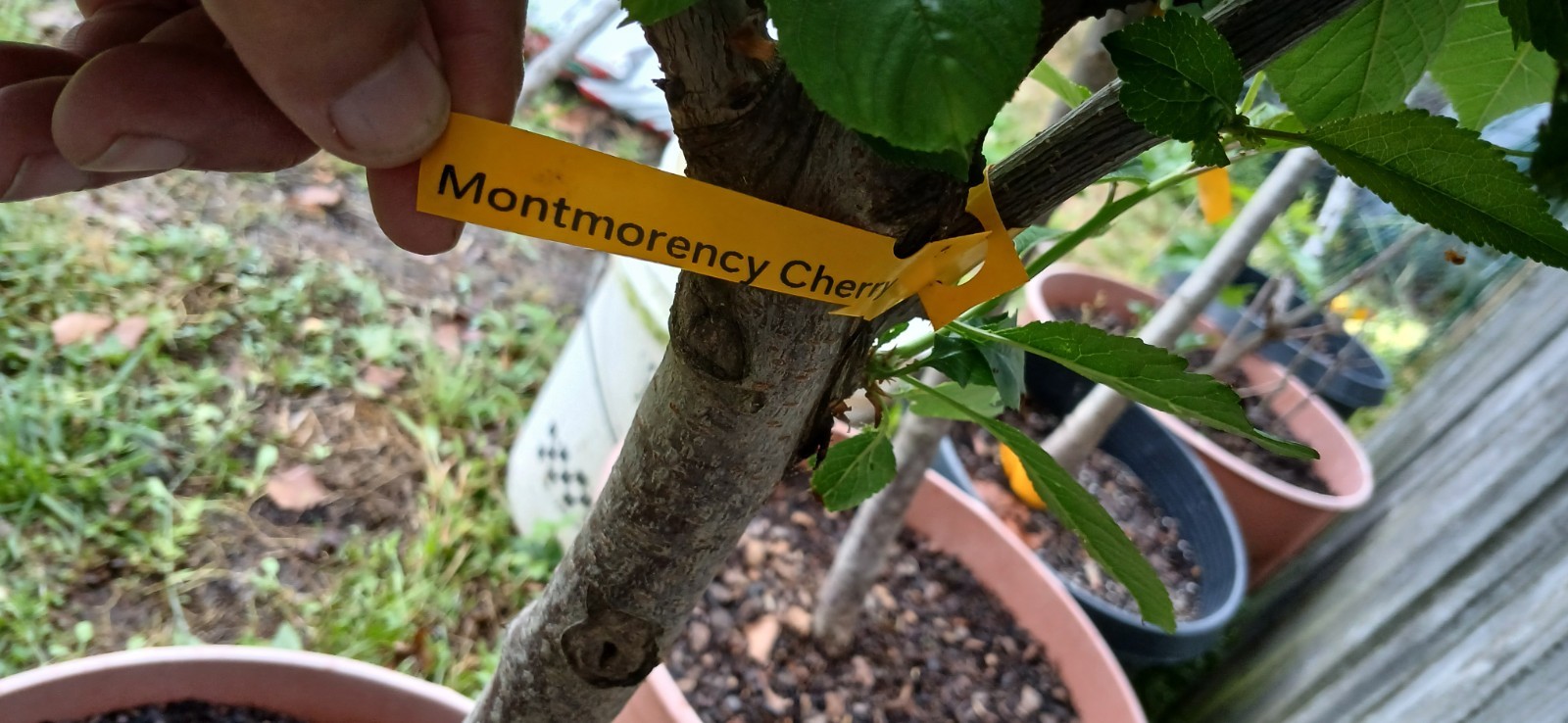 3 Years Old Multi Grafted 5 Different Organic Premium Cherry Tree On One Tree