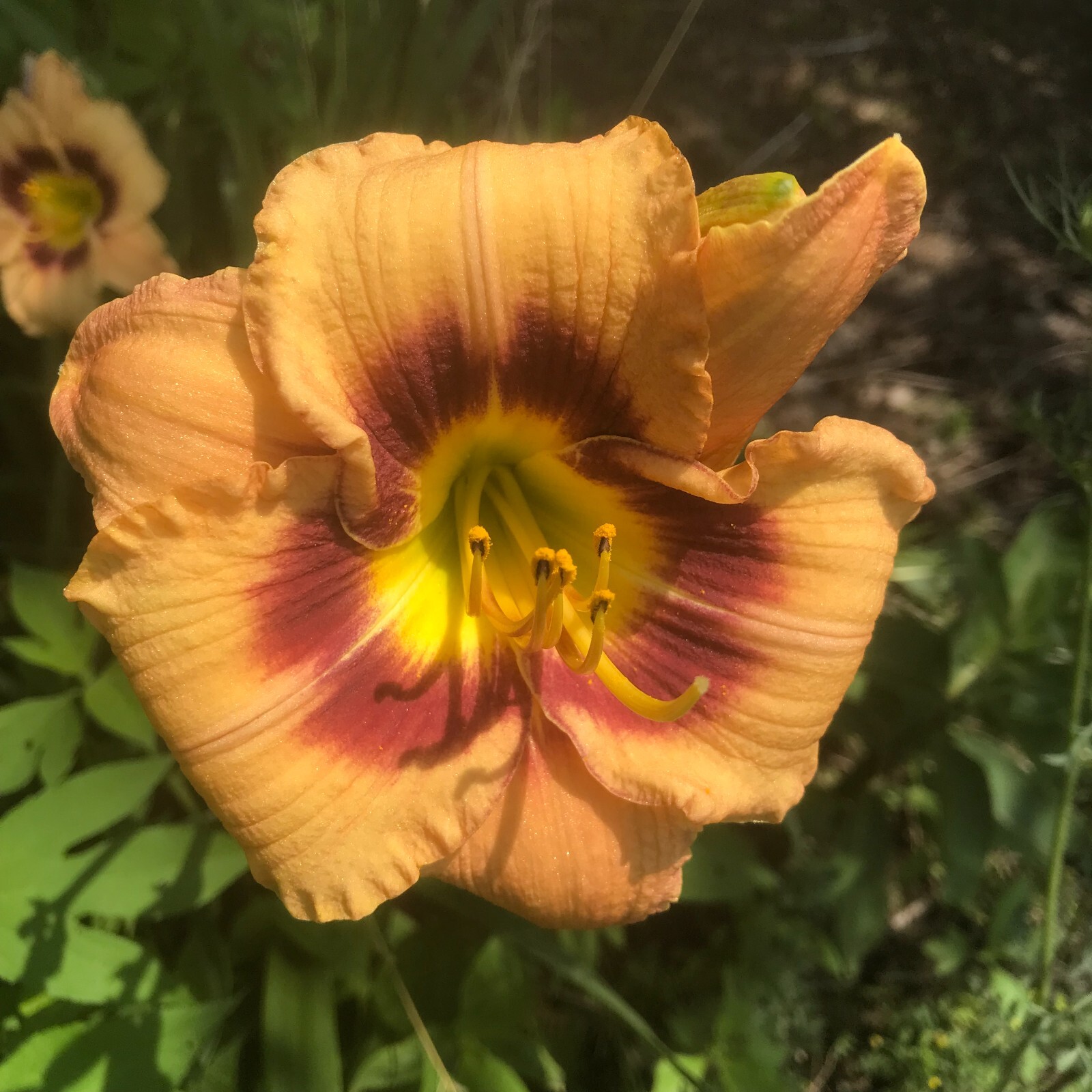 Assorted Daylilies, Mixed Daylilys, perennial’s return every year multiplying