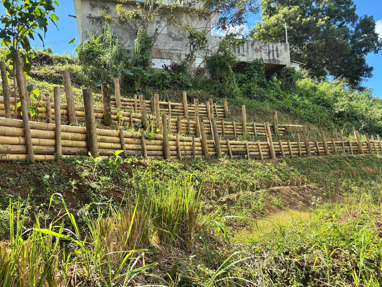 Vetiver live plant for EROSION CONTROL