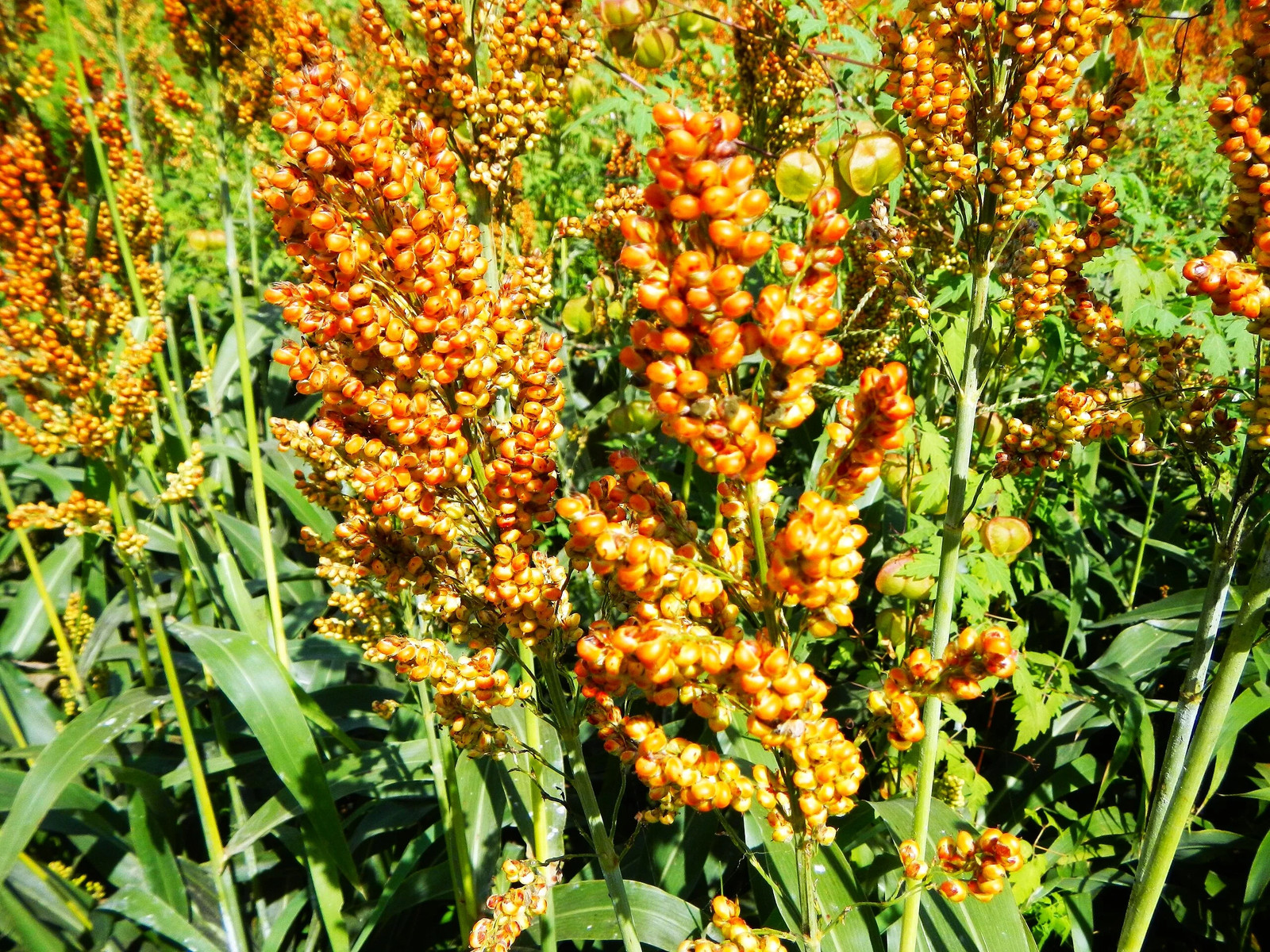 Rox Orange Syrup Cane Sorghum Seeds – For 2026 Planting Sorghum Bicolor Sugar