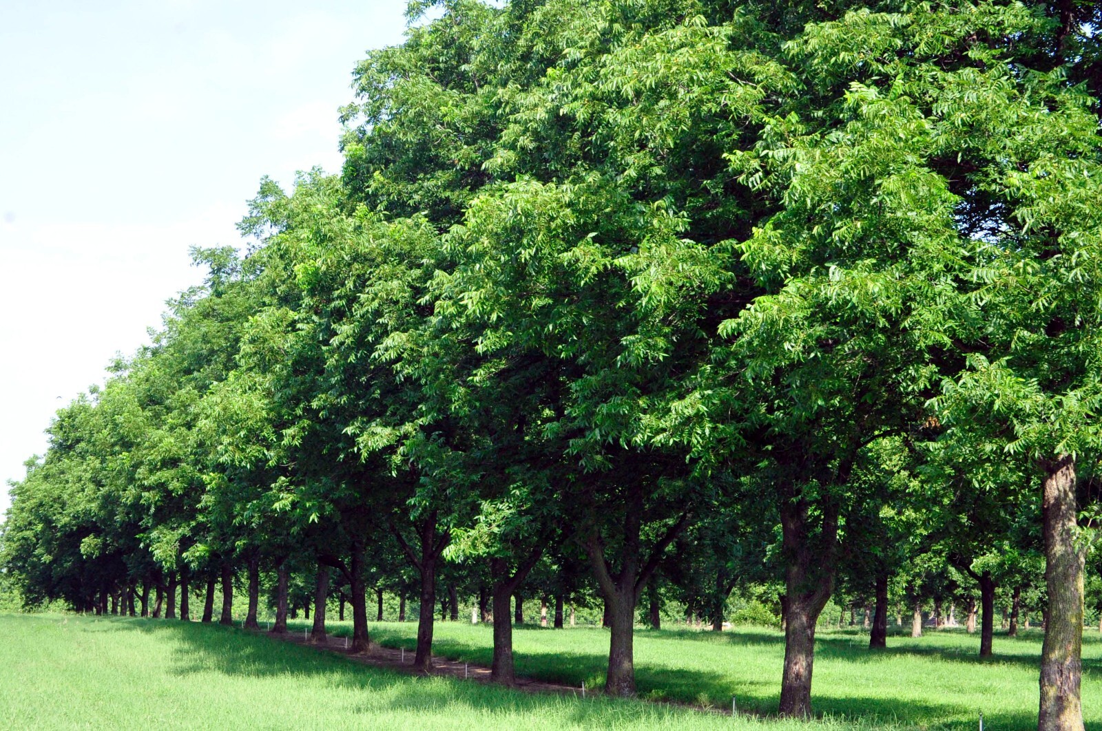 Northern Sweet Pecan Tree Seeds/Nuts (Carya illinoinensis) Hardy-Zone 5 Edible