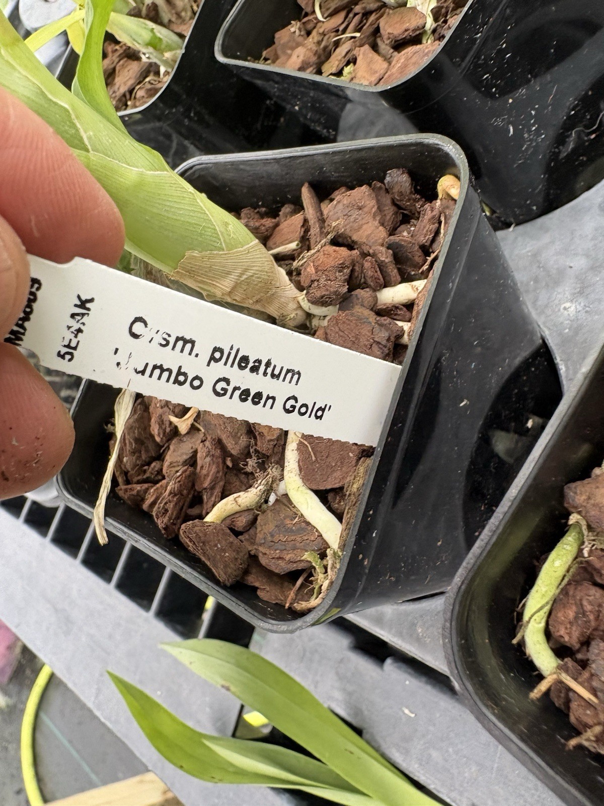 Catasetum pileatum ‘Jumbo Green Gold’ – Species – 4” Pot – Huge Flowers
