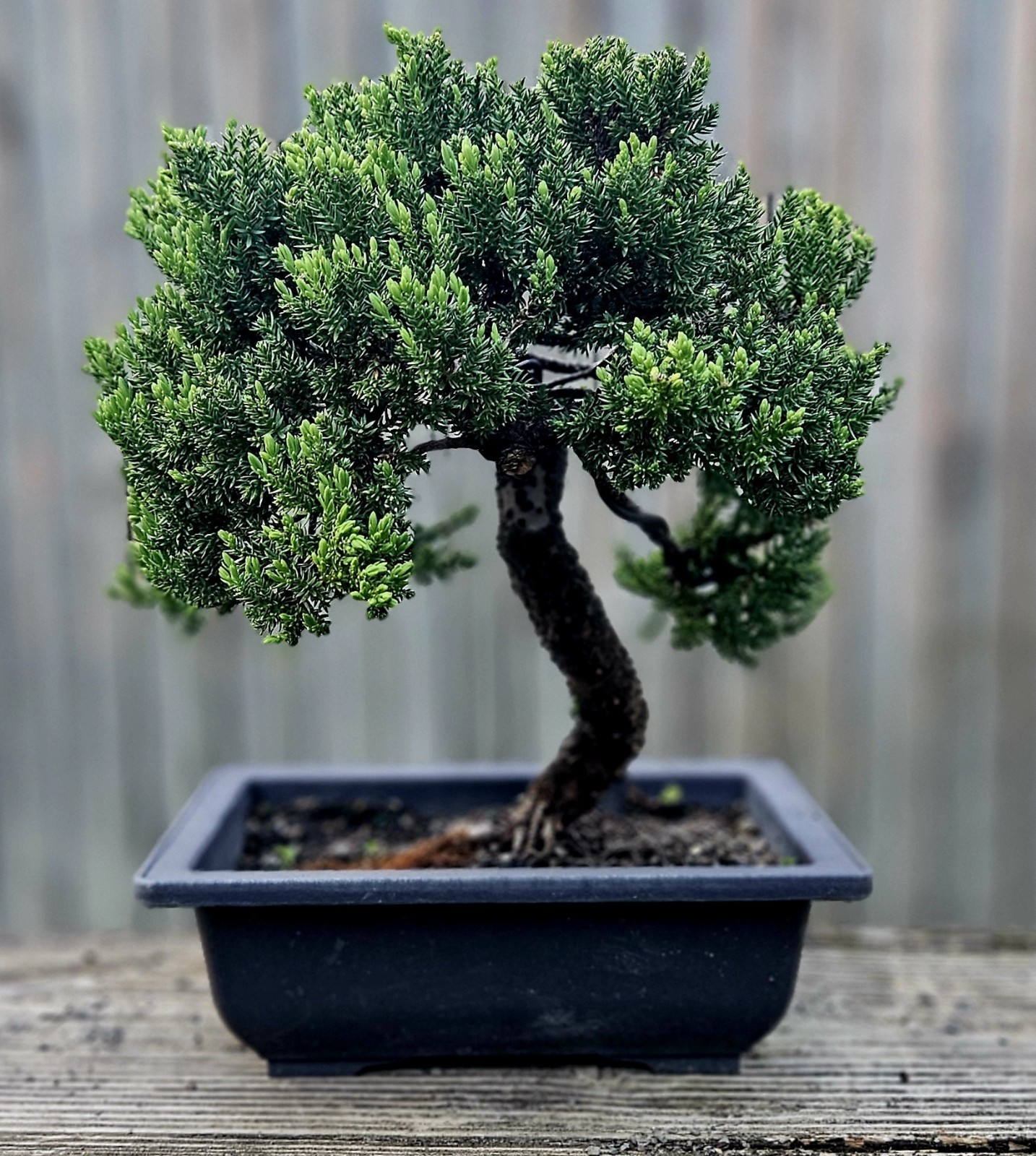 Japanes Juniper Bonsai In 9 Inch Plastic Rectangular Pot . 15 Year Old Beauty.
