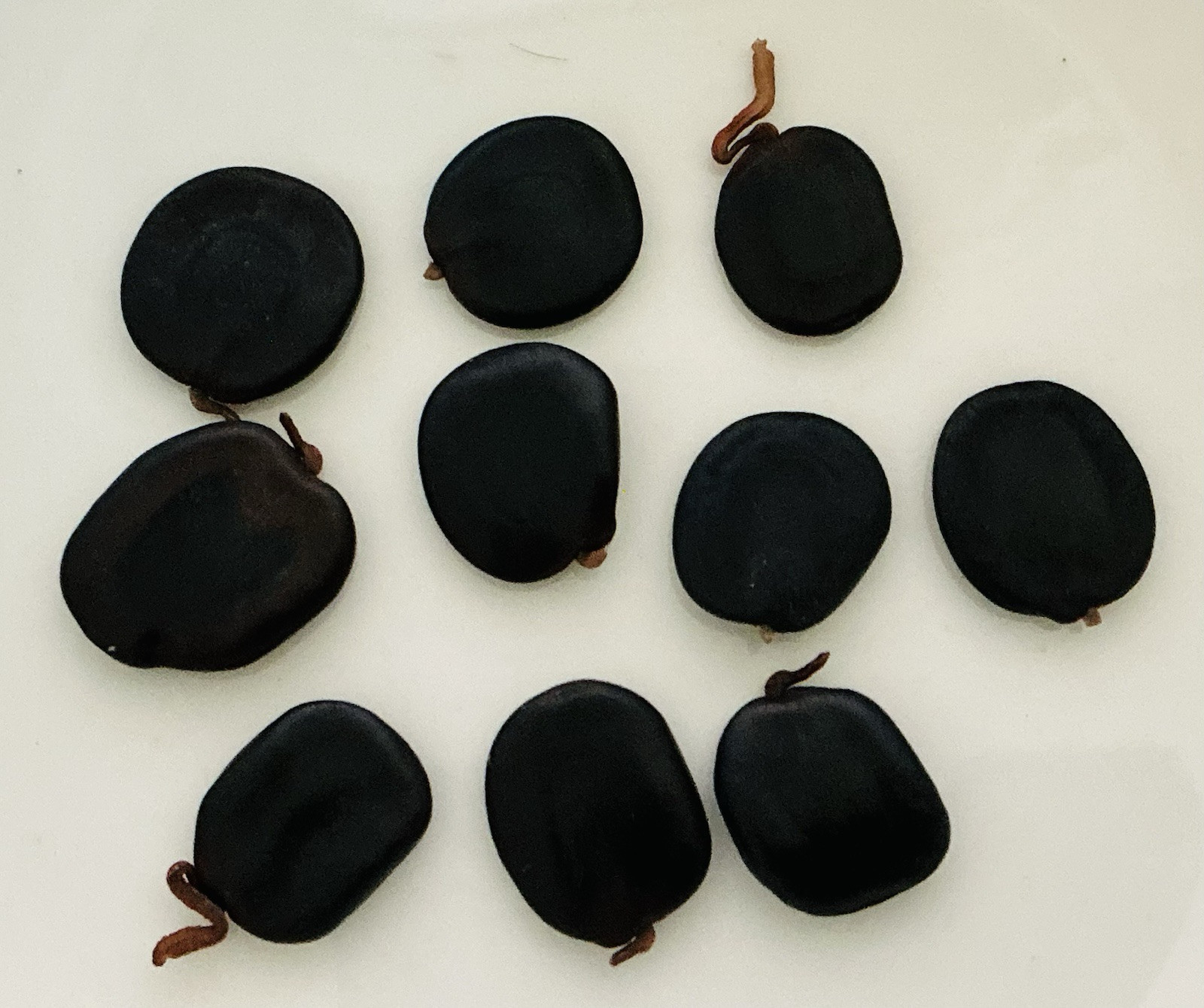 Climbing Wattle 5 Seeds Senegalia Pennata Cha-Om Acacia Pennata From Thailand