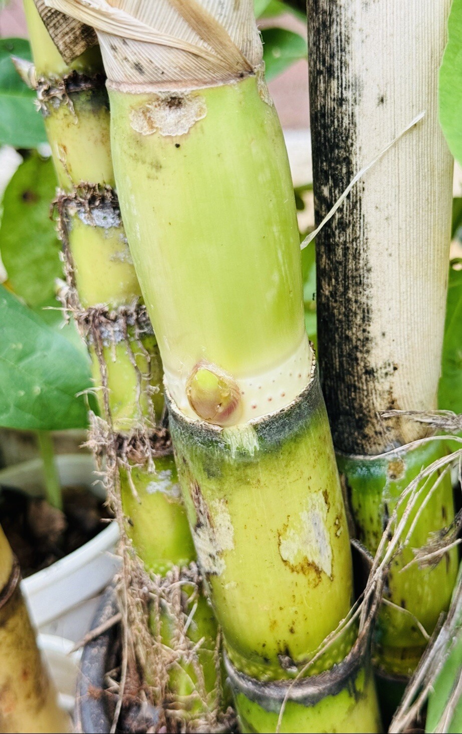 5 PCS ROOTED GREEN SUGARCANE CUTTING SWEET JUICY LIVE PLANT READY TO PLANT
