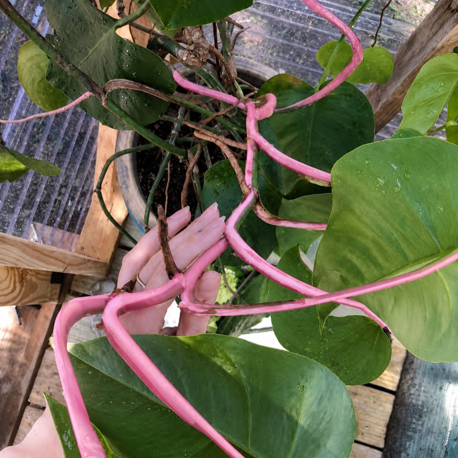 Monstera Pink Half Moon Rare Live Variegated Starter Plant Cuttings Houseplant