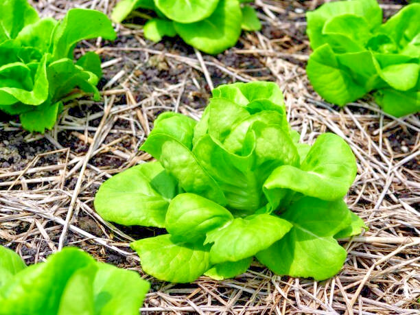 1000 LITTLE GEM BUTTERHEAD LETTUCE SEEDS | SALE FREE SHIPPING NON GMO HEIRLOOM
