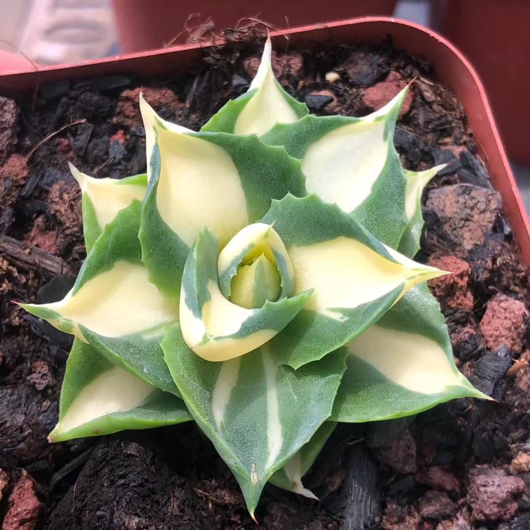 4-5CM Succulent Plant var.Verschaffeltii Compacta Agavaceae Agave Potatorum