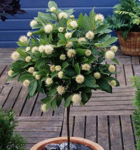 Buttonbush (Cephalanthus occidentalis)—200 seeds ($3.00)