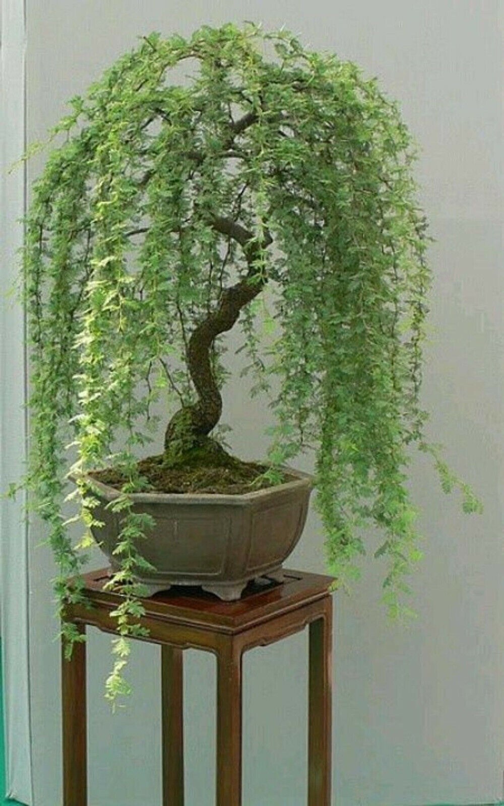 Bonsai Green Weeping Willow Tree – Thick Trunk Cutting
