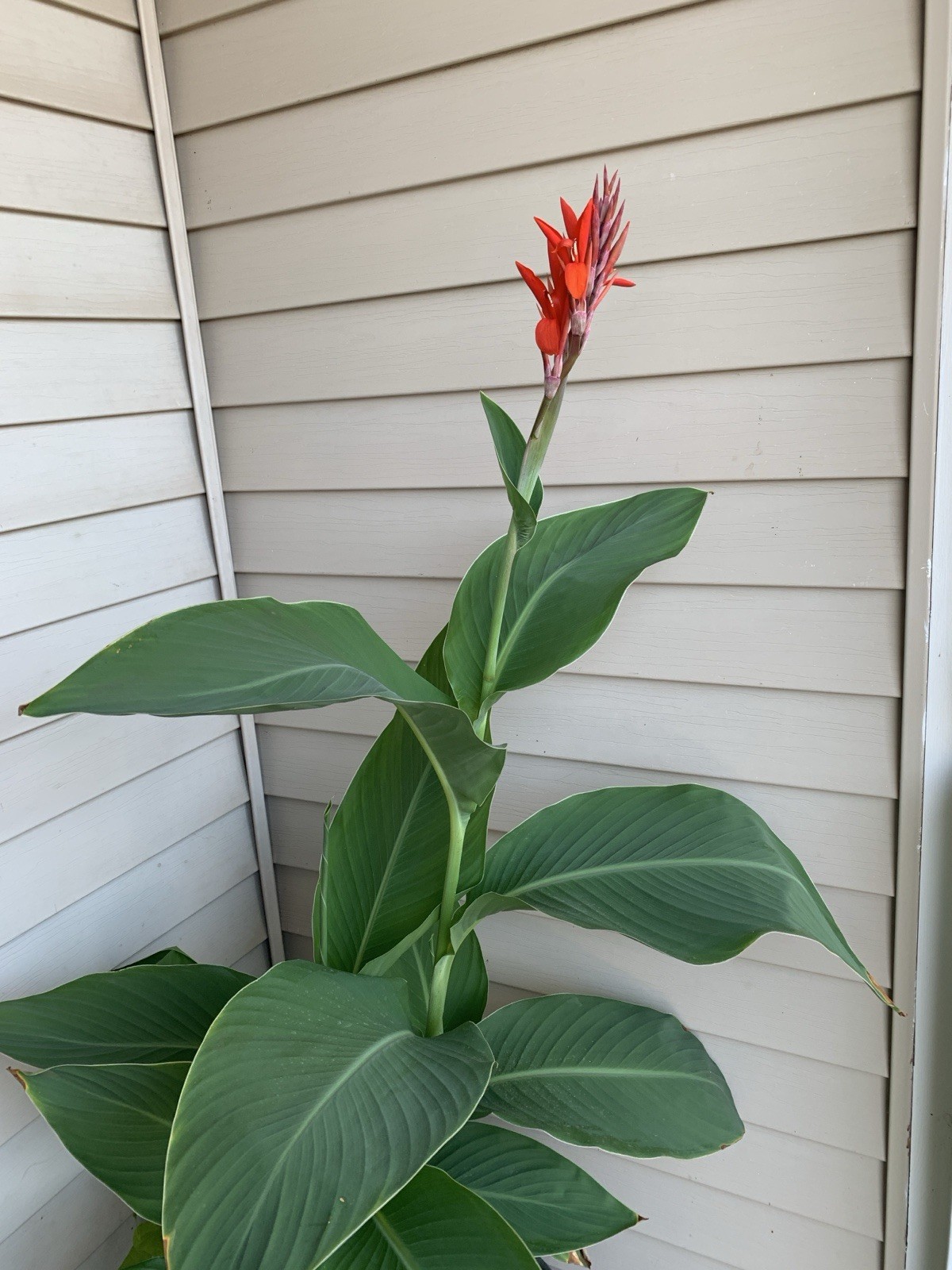 Canna Lily Bulb Rhizome, Large Green Leaves, Red Flower Easy Plant [f