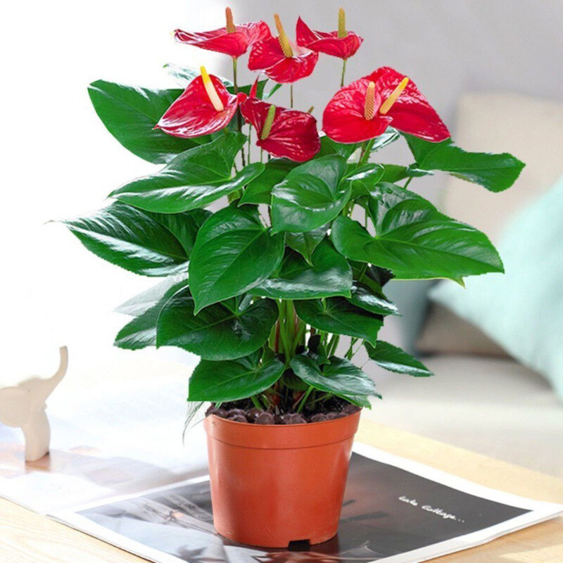 1 Pack 30 Red Color Anthurium Seeds Rare Anthurium Plantas Garden Flowers