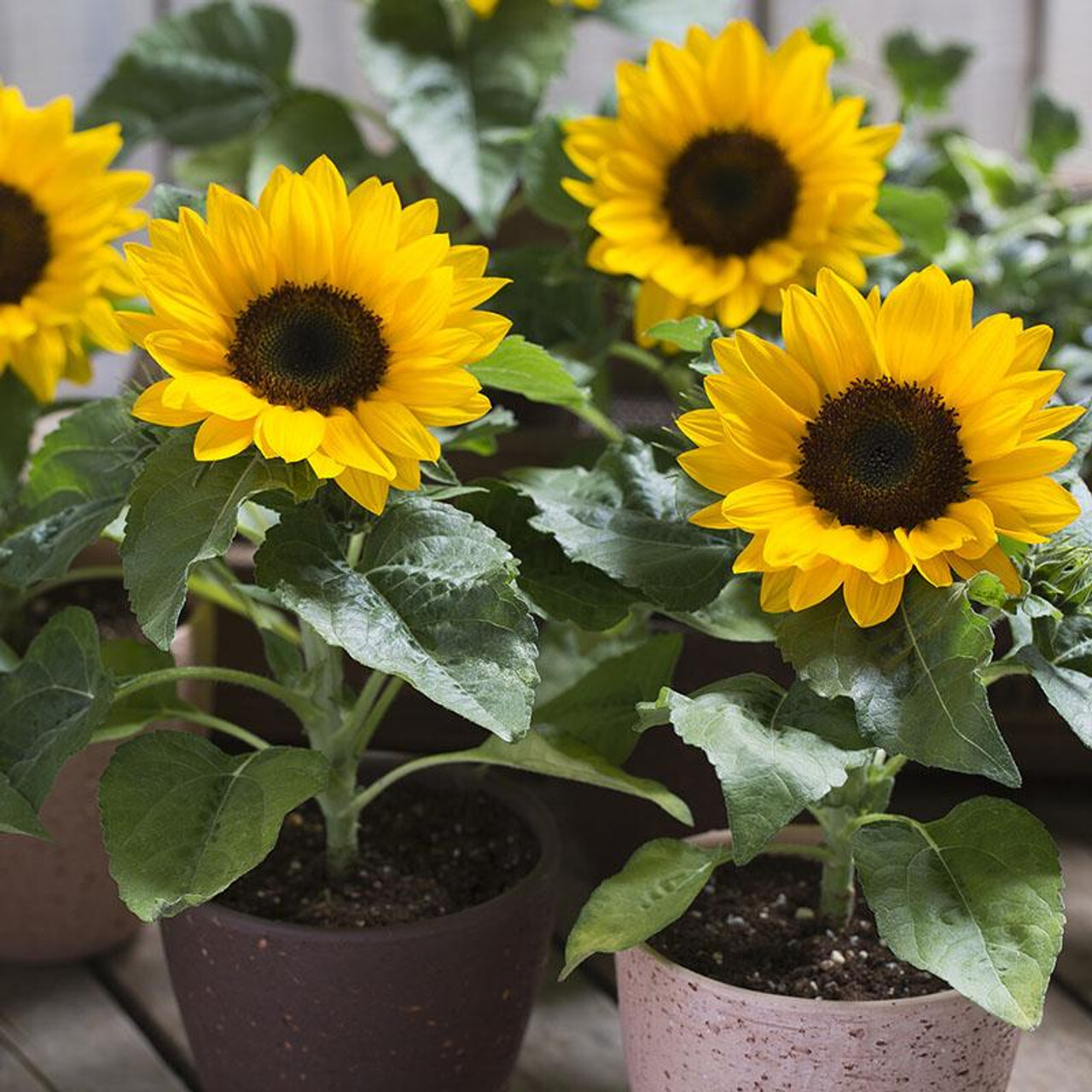 Dwarf Sunspot Sunflower Seeds, Compact, Helianthus annuus, NON-GMO, FREE SHIP