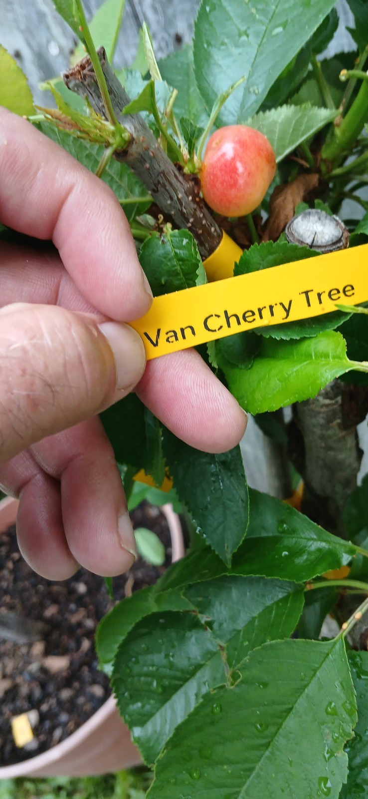 3 Years Old Multi Grafted 5 Different Organic Premium Cherry Tree On One Tree