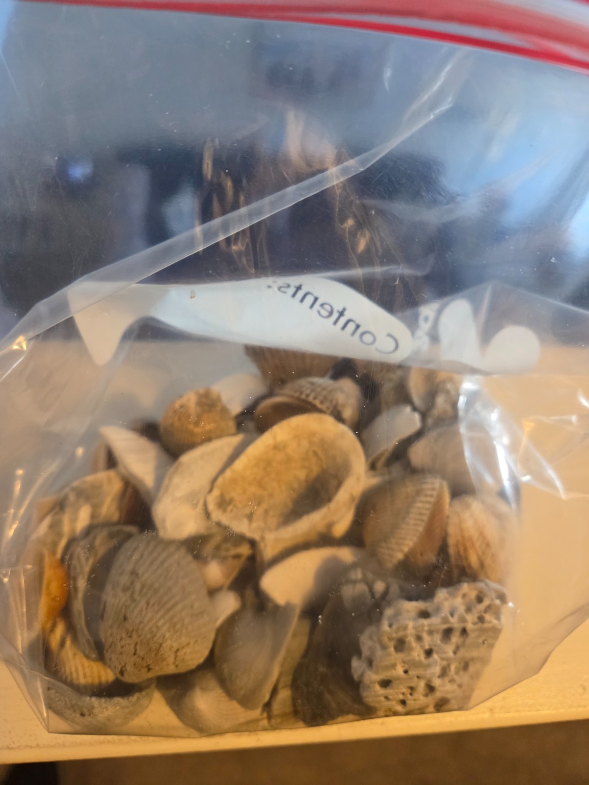 3.5 Lbs of Beautiful Seashells directly from Myrtle Beach