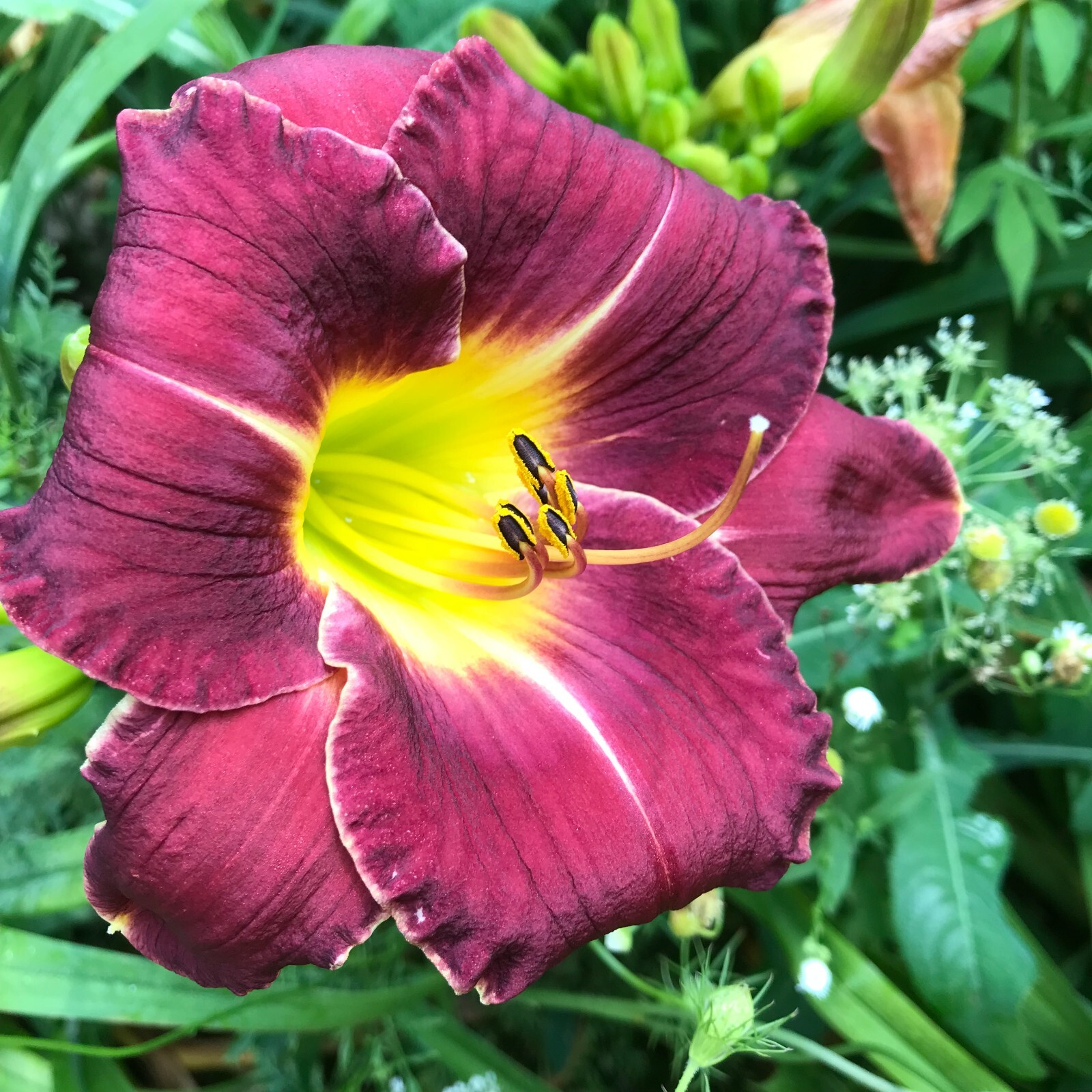 Assorted Daylilies, Mixed Daylilys, perennial’s return every year multiplying