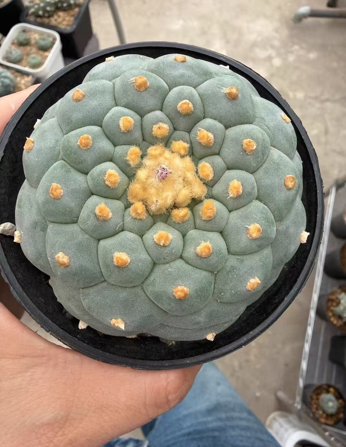 8cm RareSucculent Plant LF Cactus OwnRoot WYSIWYG Boutique Garden