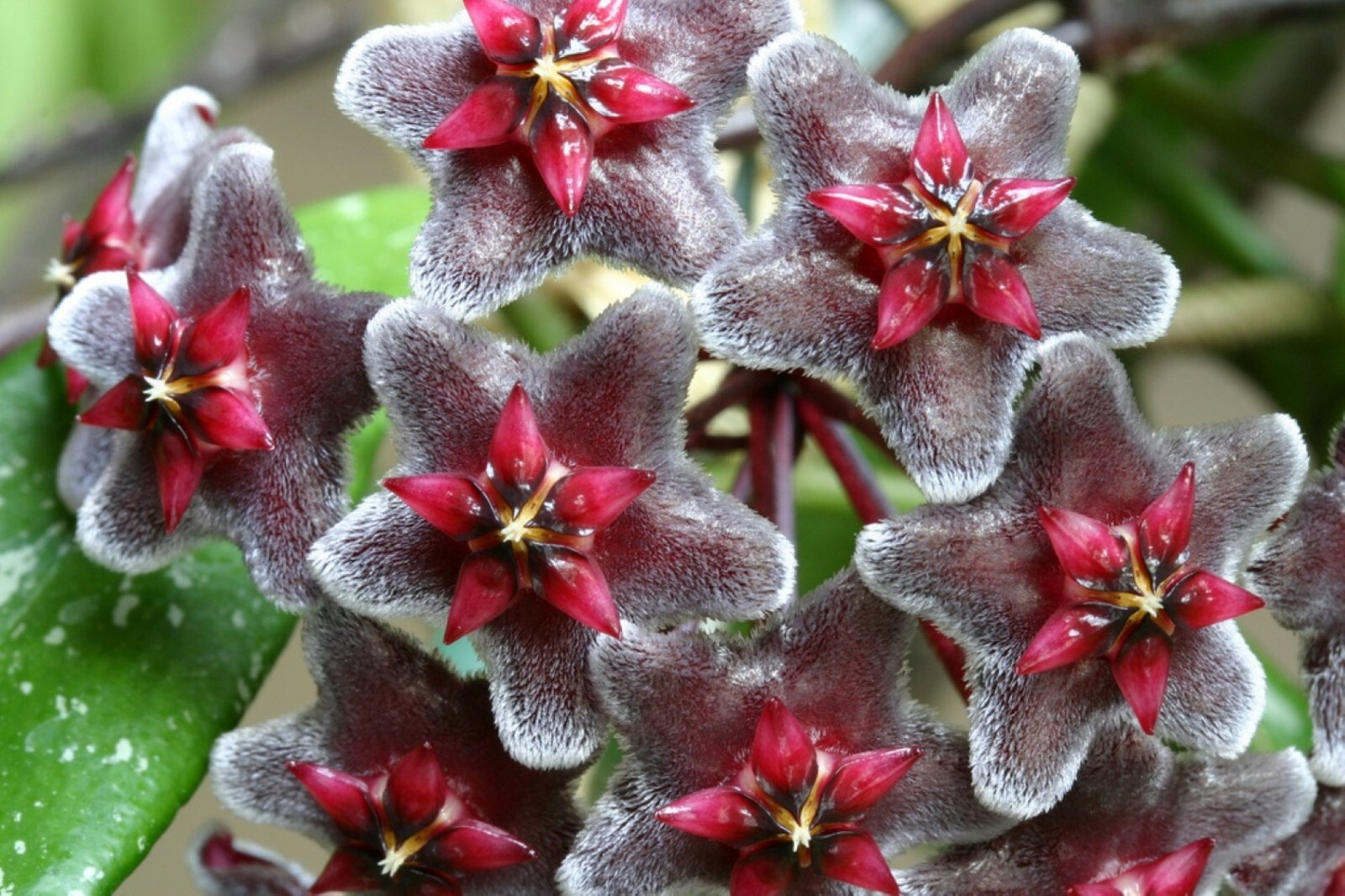 Hoya pubicalyx 1 Year Old plant well rooted, sent in container