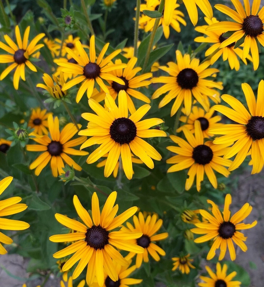 Black Eyed Susan Seeds – Heirloom Perennial Non-GMO Flower Rudbeckia Seeds