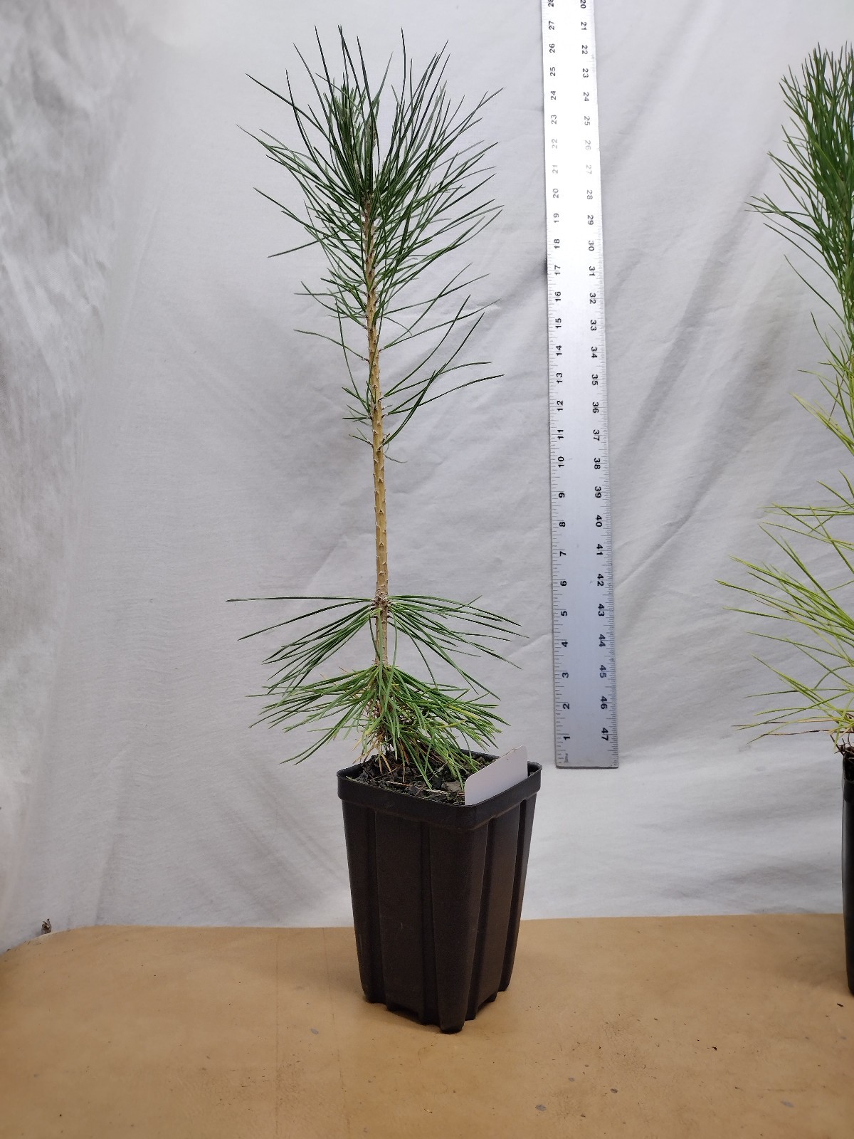 Japanese Black Pine 1 year old tree in nursery pot. Pinus thunbergii. Thunbergia