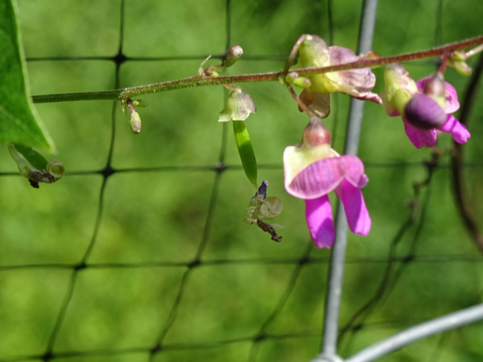 Phaseolus polystachios Thicket Bean 5 seeds from 2022 Native perennial bean