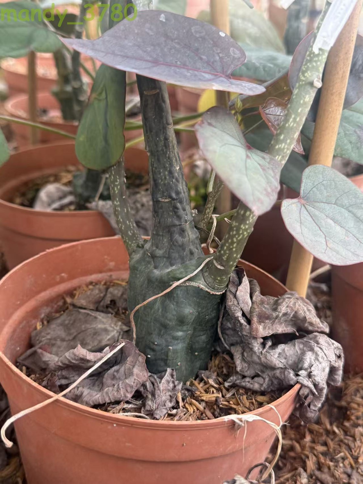 RarePlant Cacti Adenia stylosa redleaf Boutique Garden seedgrowth 4-5CM