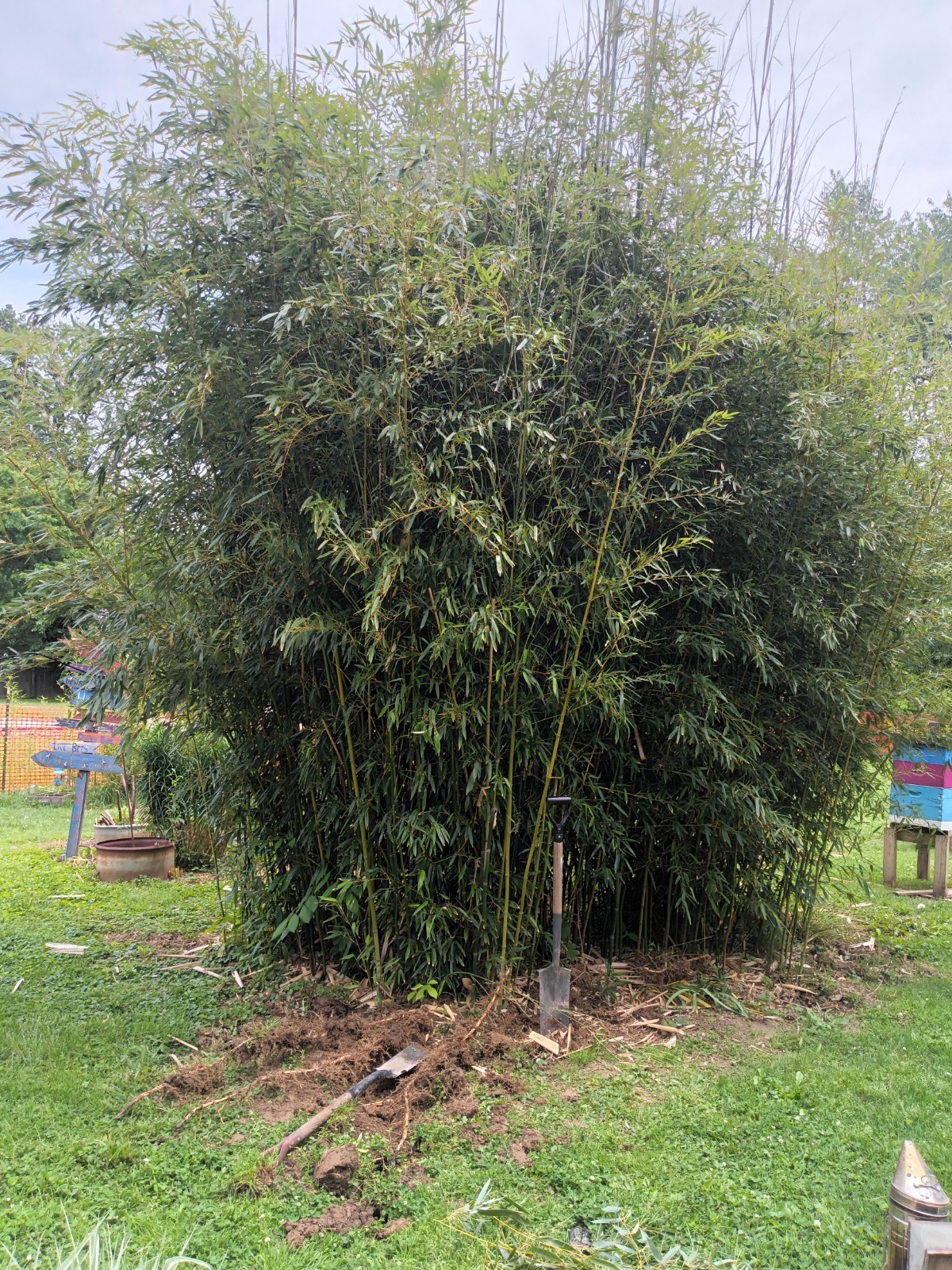 Fall Special MOSO Live Bamboo Root 6pc per order, 5 inches or longer each.
