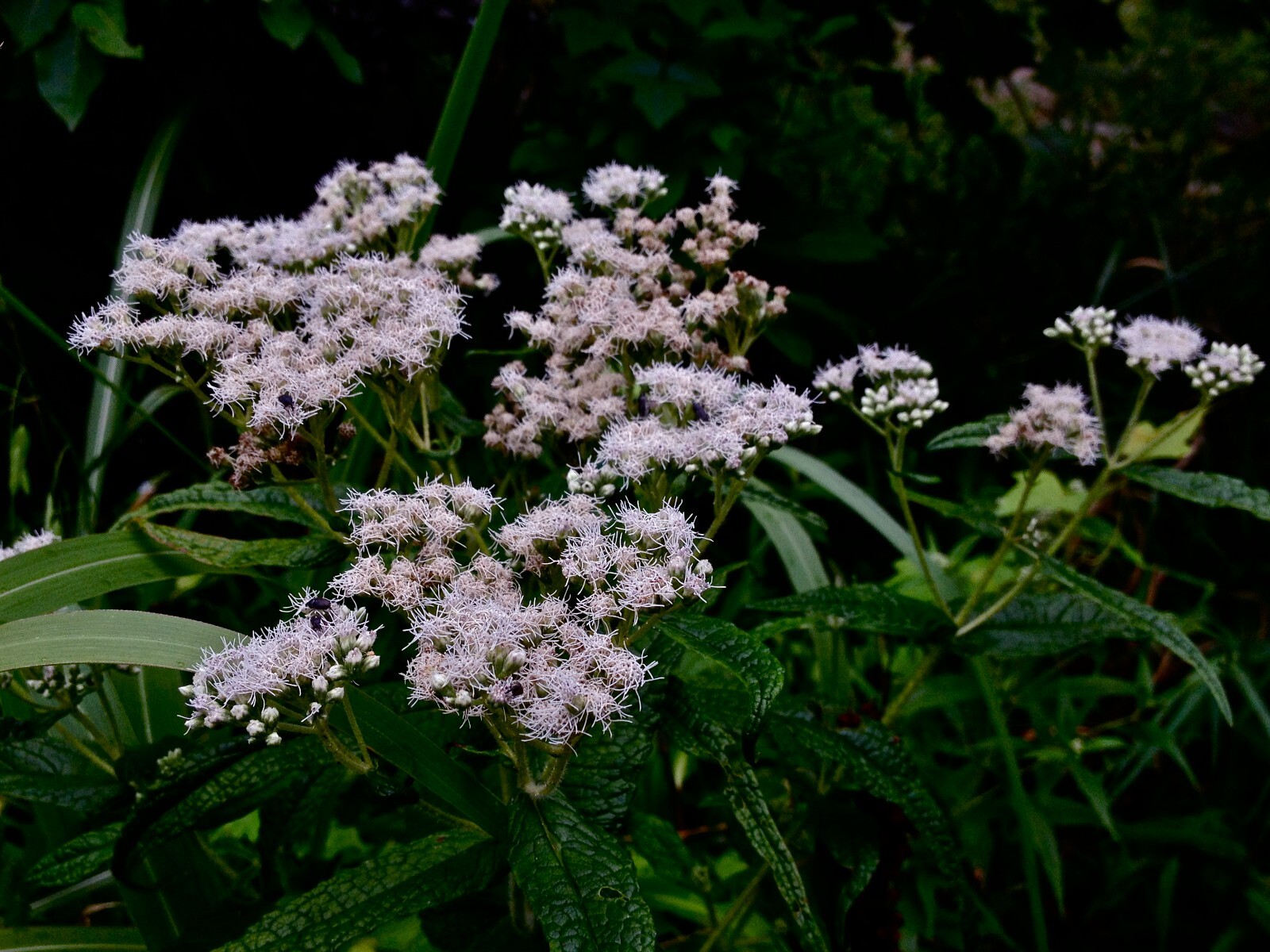300 Common Boneset Seeds – Eupatorium perfoliatum – None-GMO Medicinal Herb