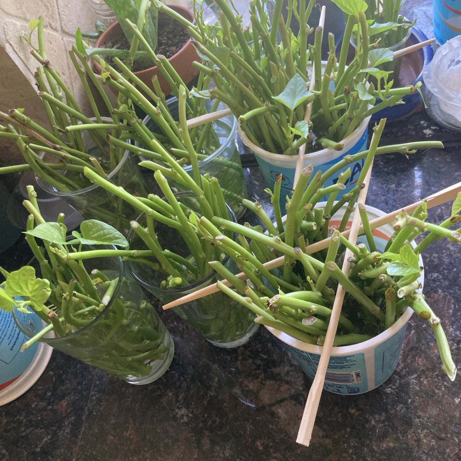 20 Organic White Sweet potato Slips/Cuttings/Asian Plants/Khoai