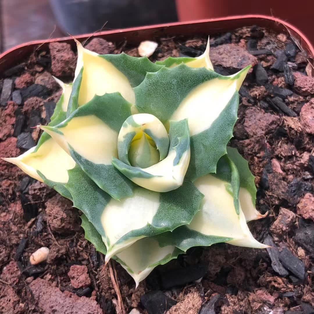 4-5CM Succulent Plant var.Verschaffeltii Compacta Agavaceae Agave Potatorum