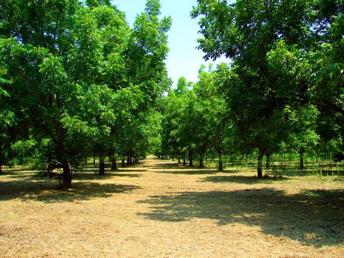 Northern Sweet Pecan Tree Seeds/Nuts (Carya illinoinensis) Hardy-Zone 5 Edible